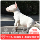 【58心宠】纯种牛头梗单血统幼犬出售 宠物狗狗活体 武汉包邮包邮