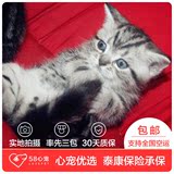 【58心宠】美国短毛猫纯种 美短 宠物猫活体 同城包邮