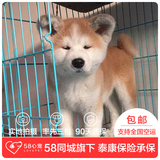 【58心宠】纯种秋田犬双血统幼犬出售 宠物狗狗活体 广州包邮