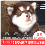 【58心宠】纯种阿拉斯加双血统幼犬出售 宠物狗狗活体 同城包邮
