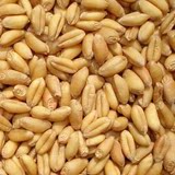 16年农村自家种植新小麦苗榨汁猫草种子9斤装包邮五谷杂粮农产品