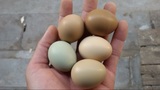 野鸡蛋 山鸡蛋 营养 新鲜 有机 农家散养 无公害 野山鸡种蛋