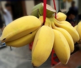 苹果粉蕉 新鲜水果粉蕉/小米蕉/香蕉/芭蕉非海南皇帝蕉banana 5斤