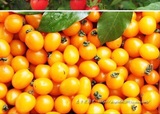 广西特产黄色圣女果小番茄 新鲜水果 农家直销5斤现摘