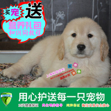 上海易宠 热销纯种金毛幼犬  家养大型犬黄金猎犬宠物狗健康出售