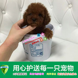上海易宠 热卖纯种泰迪犬幼犬  家养宠物狗小型玩具体小体贵宾犬
