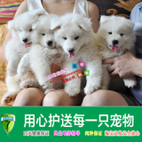上海易宠人气白色纯种萨摩耶犬幼犬  雪橇犬家养中型犬宠物狗活体