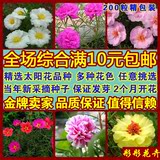 重瓣太阳花种子花卉种子阳台花草盆栽植物当季种子四季可播 200粒