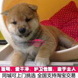 哆啦a梦出售人气宠物狗CKU认证纯种日本柴犬幼犬活体支持淘宝交易