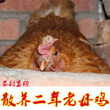 农村老母鸡土鸡农家散养2年老母鸡月子鸡走地鸡