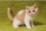 加菲猫 异国短毛猫 纯种异短幼猫活体 公猫DD 有视频 狗时代