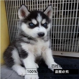 【百姓缘】纯种蓝眼哈士奇犬幼犬哈士奇雪橇犬/宠物狗狗活体出售3