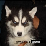 【百姓缘】纯种蓝眼哈士奇犬幼犬哈士奇雪橇犬/宠物狗狗活体出售6
