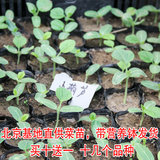 北京本地营养钵蔬菜苗草莓苗黄瓜番茄豆角辣椒茄子苗韭菜根
