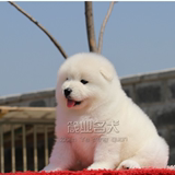 上海箴业名犬企业店出售萨摩耶犬幼犬宝宝纯种健康企业店直销1