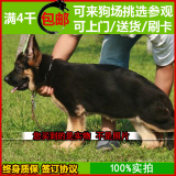 纯种德牧犬 锤系德国牧羊犬 幼犬出售 警犬黑背狼狗 家养活体宠物