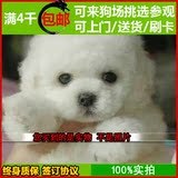 纯种泰迪幼犬出售 可爱白色超小体玩具迷你贵宾 家养活体宠物狗狗