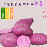广东翁源原生态红薯新鲜小香薯 农家紫薯有机紫心番薯地瓜5斤装包