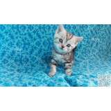 【已出售到深圳】DD#2 幼猫 美国短毛猫 银虎斑 美短 纯种短毛猫