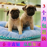 上海犬舍出售纯种憨厚纯种巴哥犬 哈巴狗 可爱巴哥幼犬 宠物狗狗