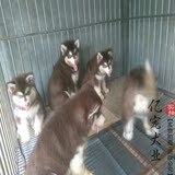 【亿宠】出售纯种阿拉斯加幼犬 标准十字脸巨型犬宠物小狗狗活体