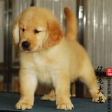 【亿宠】温顺金毛幼犬出售 大型犬小狗狗宠物活体 导盲巡回犬JKJ