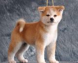 纯种赛级 秋田犬幼犬出售 八公犬 日本忠犬 宠物狗 公母都 有挑选