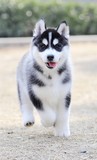 出售哈士奇犬纯种幼犬宠物狗 黑色灰色三把火双蓝眼哈士奇雪橇犬