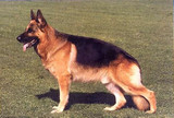 出售德牧幼犬黑背宠物狗纯种德国牧羊犬大型赛级警犬狼狗