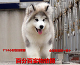 宠物狗  阿拉斯幼犬 雪橇犬幼犬 纯种健康 顶级巨型阿拉斯加