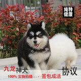 上海出售宠物狗赛级纯种巨型阿拉斯加幼犬红黑大型活体雪橇犬活体