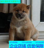 宠物级  纯种 日本柴犬 幼犬 小体 公母均有 已做疫苗驱虫