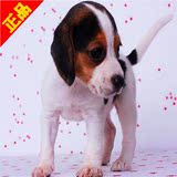 上海出售纯种米格鲁比格犬/三色比格猎犬幼犬/活体中型犬短毛狗/7