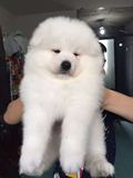 纯种萨摩耶幼犬出售家养健康雪橇犬活体宠物狗狗白毛微笑天使可爱