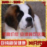 双赛级血统家养宠物狗 纯种巨型圣伯纳犬 救援护卫活体幼犬出售09