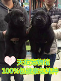 出售纯种拉布拉多幼犬宠物狗狗 拉布拉多巡回导盲犬神犬小七幼犬