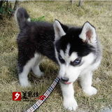 三把火哈士奇犬纯种幼犬出售西伯利亚雪橇犬赛级哈士奇蓝眼狗狗
