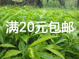 20包邮批发进口正宗奇楠珍稀名贵沉香苗木海南绿化沉香树苗风水树