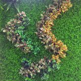 仿真草坪加密米兰草坪花塑料假草坪人造草皮背景植物墙挂绿化装饰