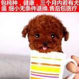 宠物狗狗活体纯种泰迪幼犬贵宾犬玩具体迷你巨型贵宾茶杯超小体
