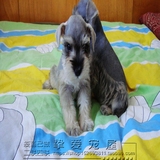 【挚爱】出售迷你型雪纳瑞幼犬 家庭犬宠物小狗狗活体支持支付宝