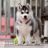 上海出售纯种哈士奇犬 哈士奇幼犬 哈士奇雪橇犬 大型犬宠物狗
