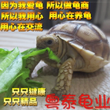 苏卡达素食吃菜陆龟 观赏龟 活体龟宠物乌龟 新手龟活体 水陆菜龟