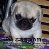 出售纯种巴哥犬 巴哥幼犬 哈巴狗 北京犬 包健康