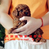 宠物狗贵宾犬泰迪狗 红黑色玩具型活体泰迪犬幼犬 活体幼犬出售3