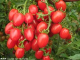 正宗海南千禧小番茄 圣女果 小西红柿 新鲜水果4斤 多省包邮