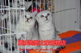 重庆名猫繁殖基地纯种折耳猫美短英短蓝猫加菲猫出售实体店可选