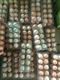 乌鸡蛋 散养绿壳蛋 林间林地土鸡蛋 新鲜绿皮鸡蛋 30枚装