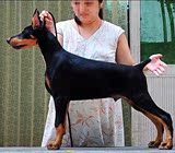 杜宾犬 纯种杜宾 杜宾幼犬  杜宾出售  北京杜宾犬