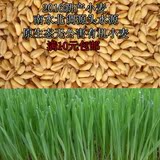 纸上种菜有机小麦颗粒农家自产杂粮小麦种子榨汁有机小麦草芽苗菜